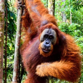 ORANGUTAN TREKKING LODGE Only Book Jungle trek with us